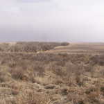 Sagebrush and Grasses of the Sand Creek Plains